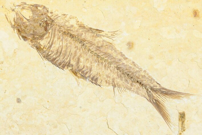 Fossil Fish (Knightia) - Green River Formation #237209